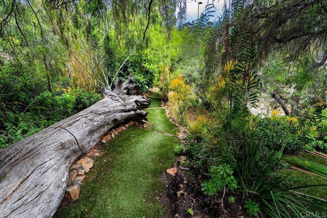 4210 Black Mountain Rd, La Mesa, CA 91941 - exterior view of a forest