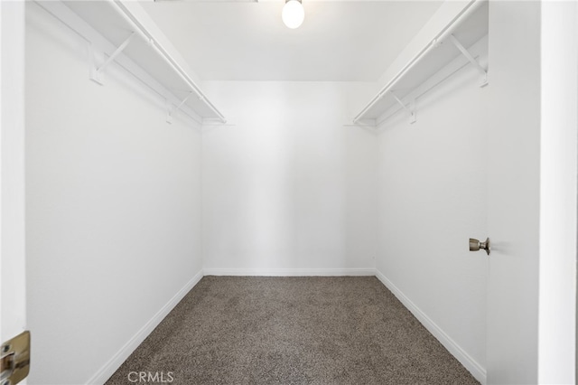 walk in closet with carpet floors