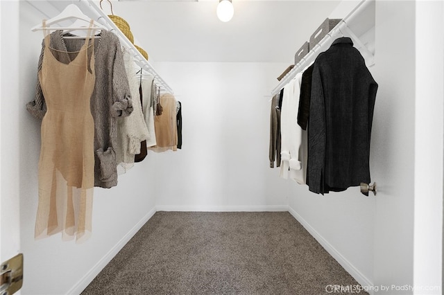 spacious closet featuring carpet flooring