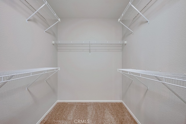 spacious closet with carpet floors