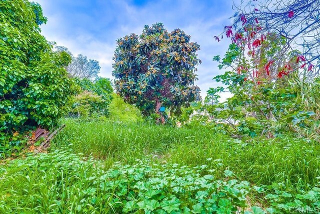 view of local wilderness