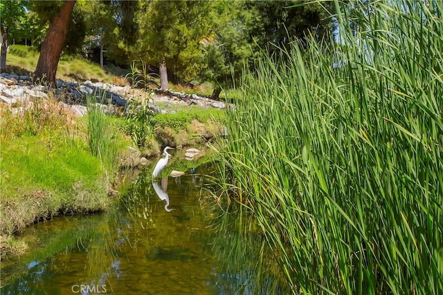 view of local wilderness