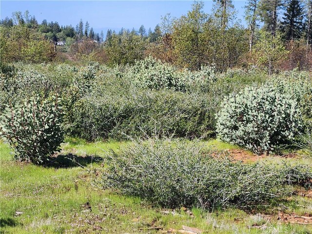 14248 Monte Calle Ln, Magalia, CA 95954 - photo 6