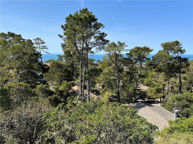 view of local wilderness