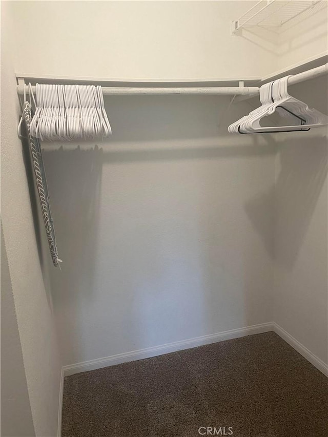 spacious closet featuring carpet floors