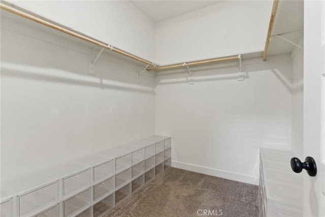 walk in closet with carpet floors