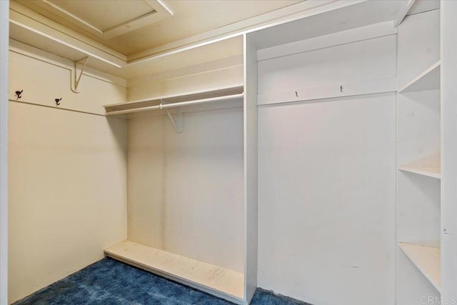 walk in closet featuring attic access and carpet floors