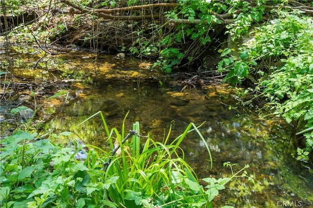 view of local wilderness