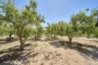 9975 Custer Ave, Lucerne Valley, CA 92356 - view of local wilderness featuring a rural view