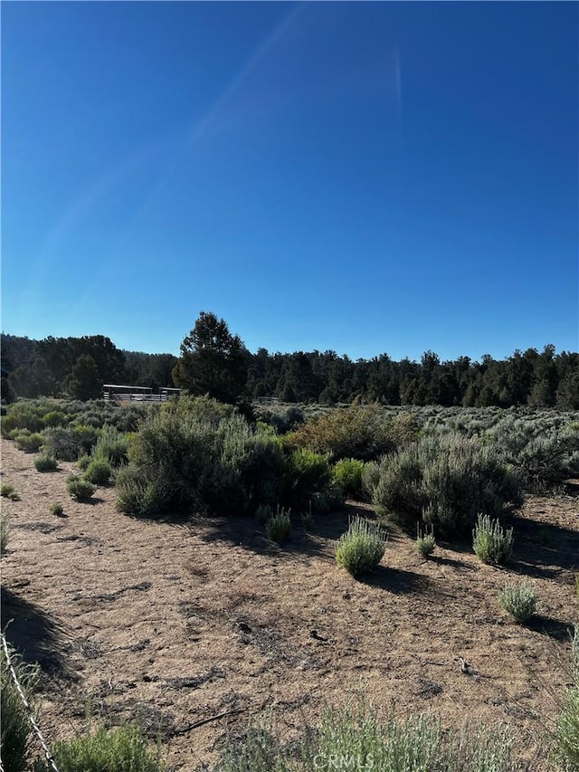 view of local wilderness