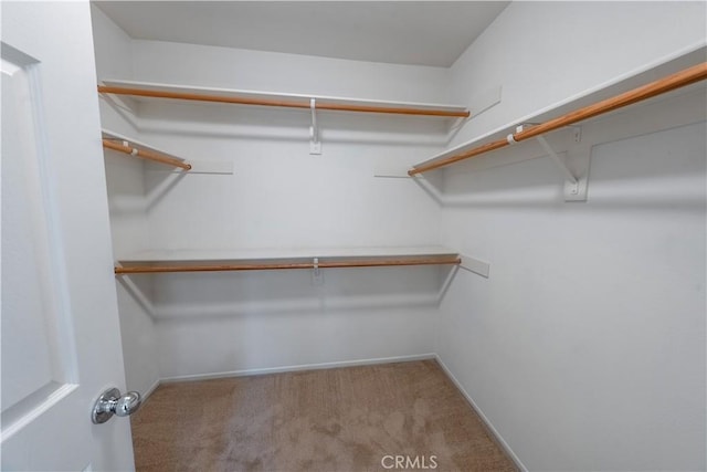 spacious closet featuring carpet