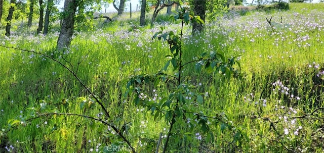 16937 Stagecoach Rd, Corning, CA 96021 - view of local wilderness