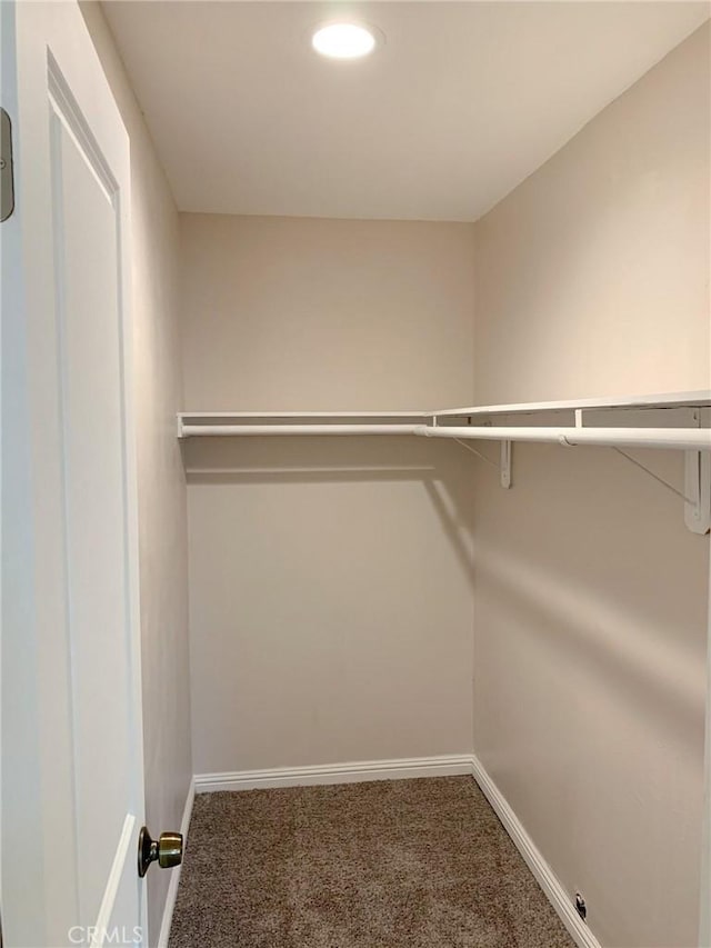 spacious closet featuring carpet floors