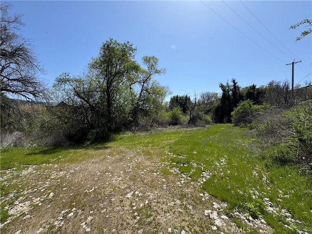 view of local wilderness