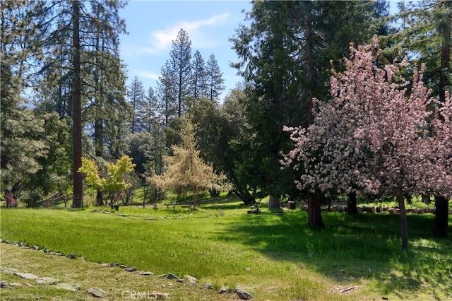 view of local wilderness