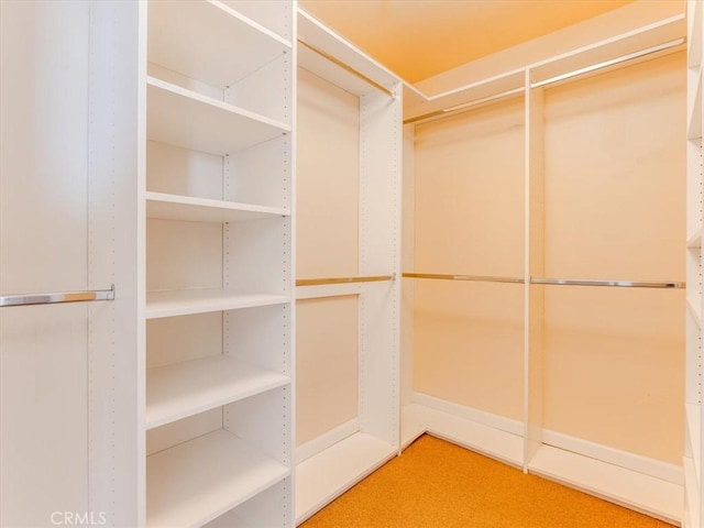 spacious closet featuring carpet