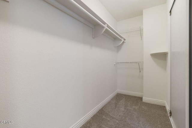 walk in closet with carpet flooring