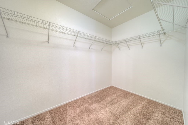 walk in closet with attic access and carpet flooring