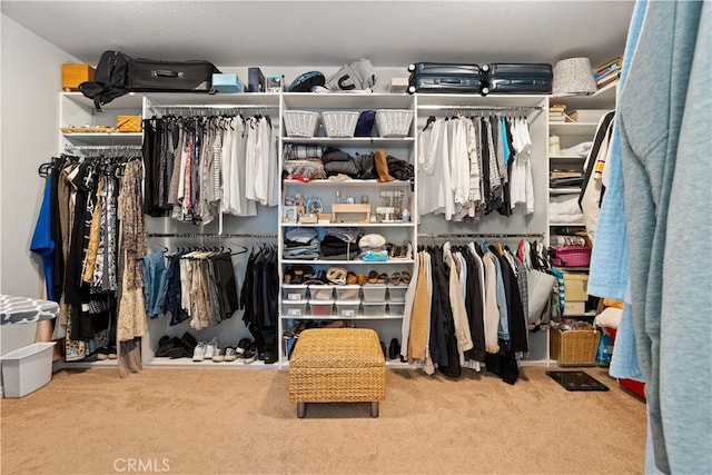 walk in closet featuring carpet flooring