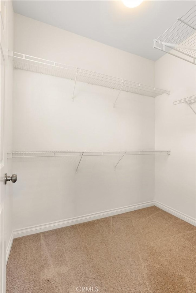 walk in closet featuring carpet