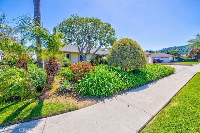 1506 Ameluxen Ave, Hacienda Heights, CA 91745 - view of property hidden behind natural elements featuring stucco siding, a garage, and concrete driveway