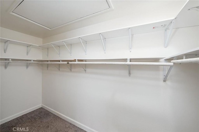 walk in closet with carpet flooring