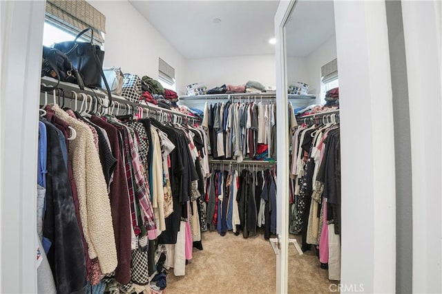 spacious closet featuring carpet