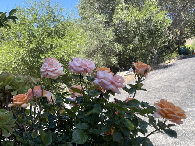16749 Maricopa Hwy, Ojai, CA 93023 - photo 13