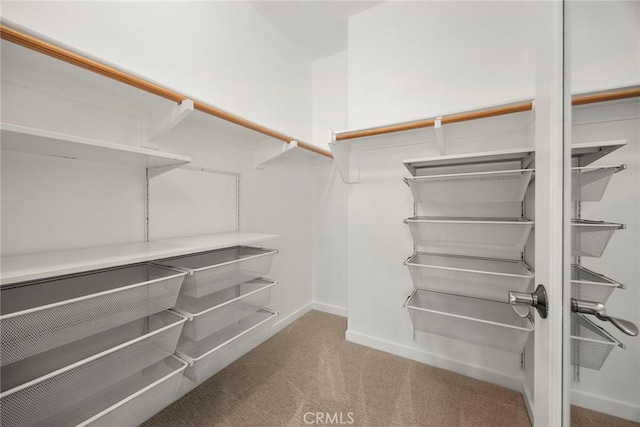 walk in closet with carpet floors