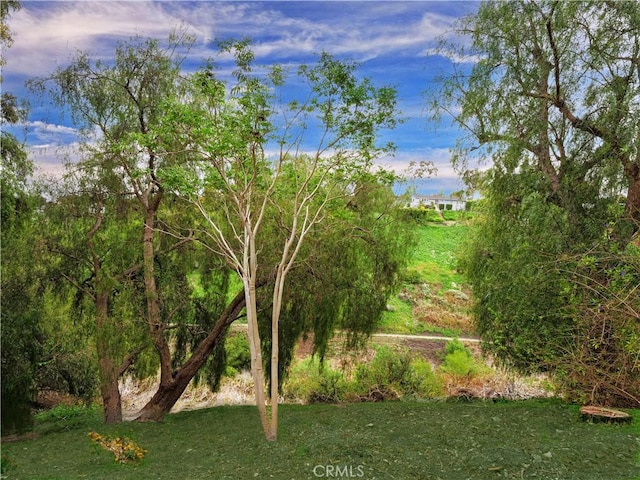 4300 Via Alondra, Palos Verdes Estates, CA 90274 - view of yard