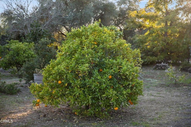 1270 Dove Meadow Rd, Solvang, CA 93463 - view of yard
