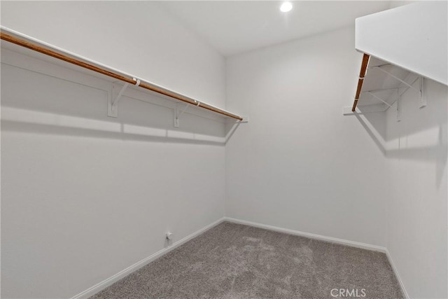 spacious closet with carpet floors