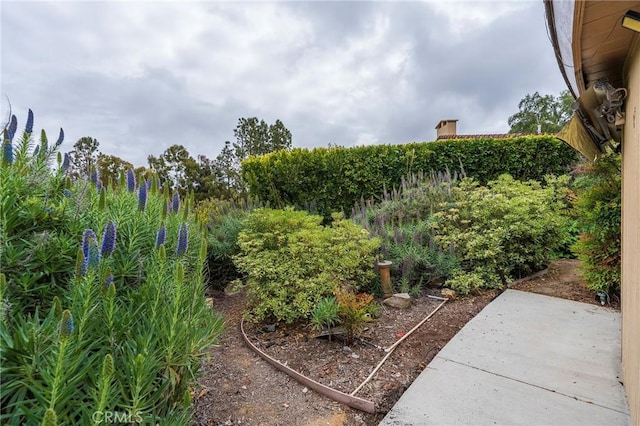 view of yard featuring a patio