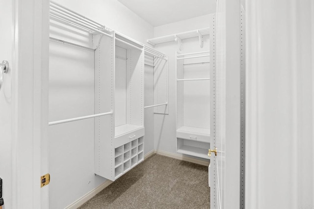 spacious closet featuring carpet floors