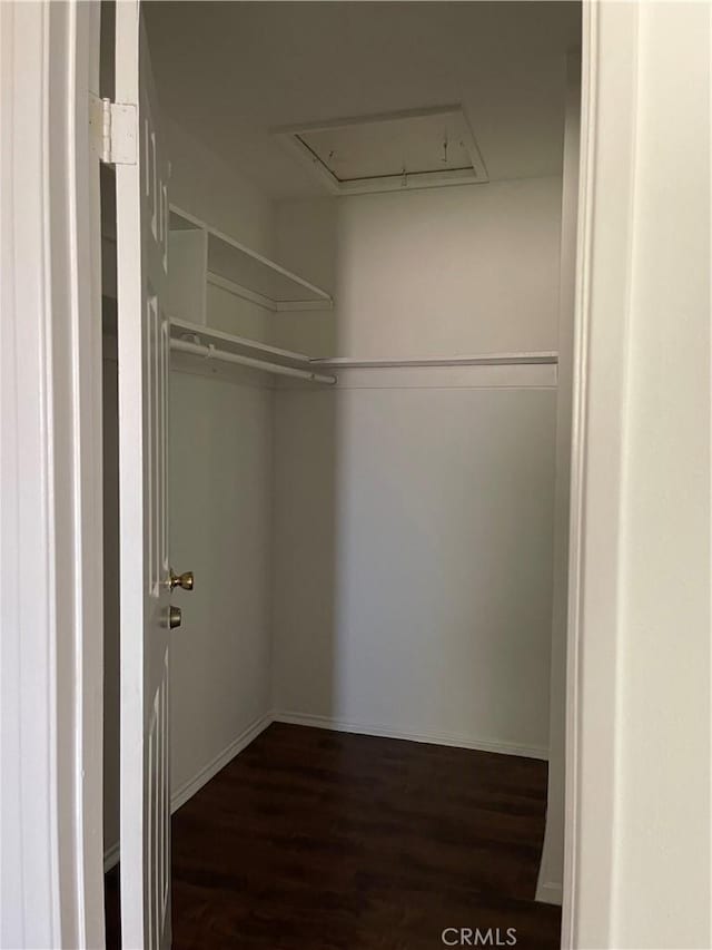 spacious closet with attic access and dark wood-style floors