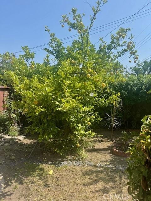 1711 S Washington Ave, Glendora, CA 91740 - view of yard