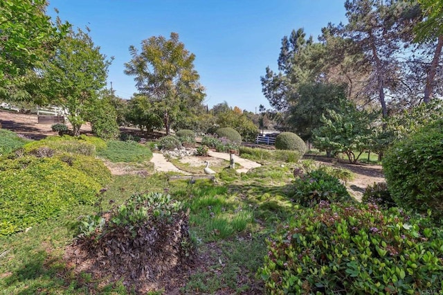 3612 Palomar Dr, Fallbrook, CA 92028 - view of yard