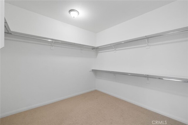 spacious closet featuring carpet