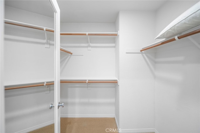 walk in closet featuring carpet floors