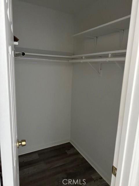 spacious closet featuring dark wood finished floors