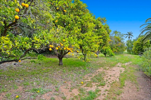 3161921 Via Puerta Del Sol, Bonsall, CA 92003 - view of yard