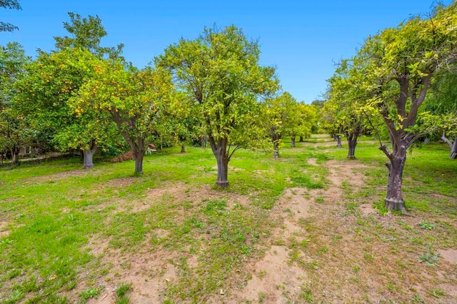 3161921 Via Puerta Del Sol, Bonsall, CA 92003 - view of yard