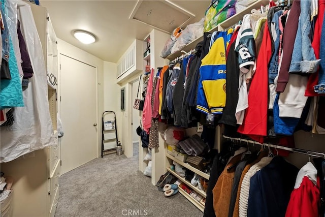 walk in closet featuring attic access, visible vents, and carpet flooring