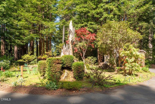 12141 Pinewood Rd, Mendocino, CA 95460 - photo 26