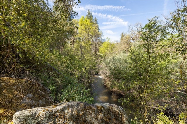 view of local wilderness