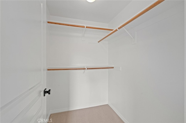 spacious closet with carpet