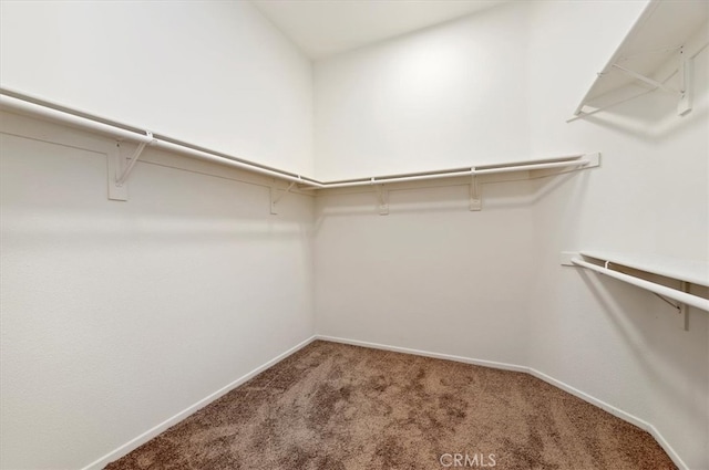 spacious closet featuring carpet flooring