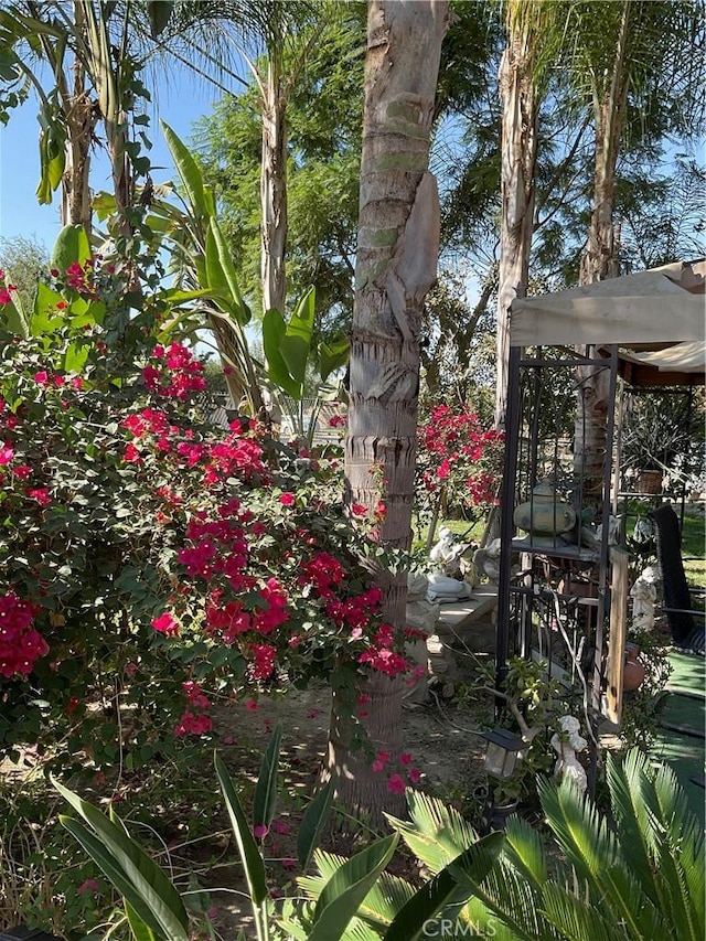 30500 Rd 72 # A, Visalia, CA 93291 - view of yard
