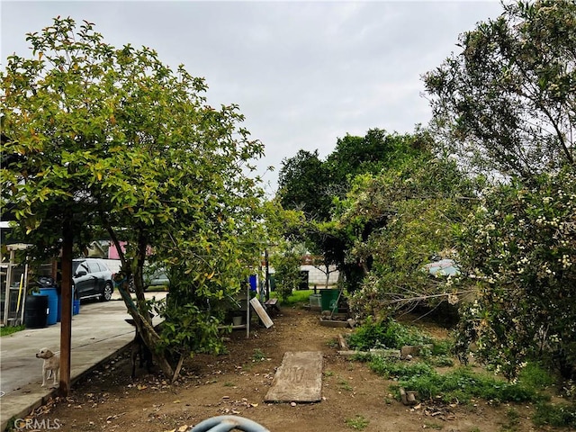view of yard with driveway