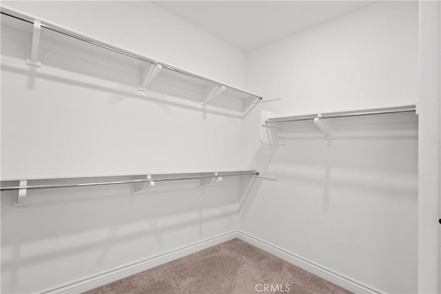 spacious closet with carpet